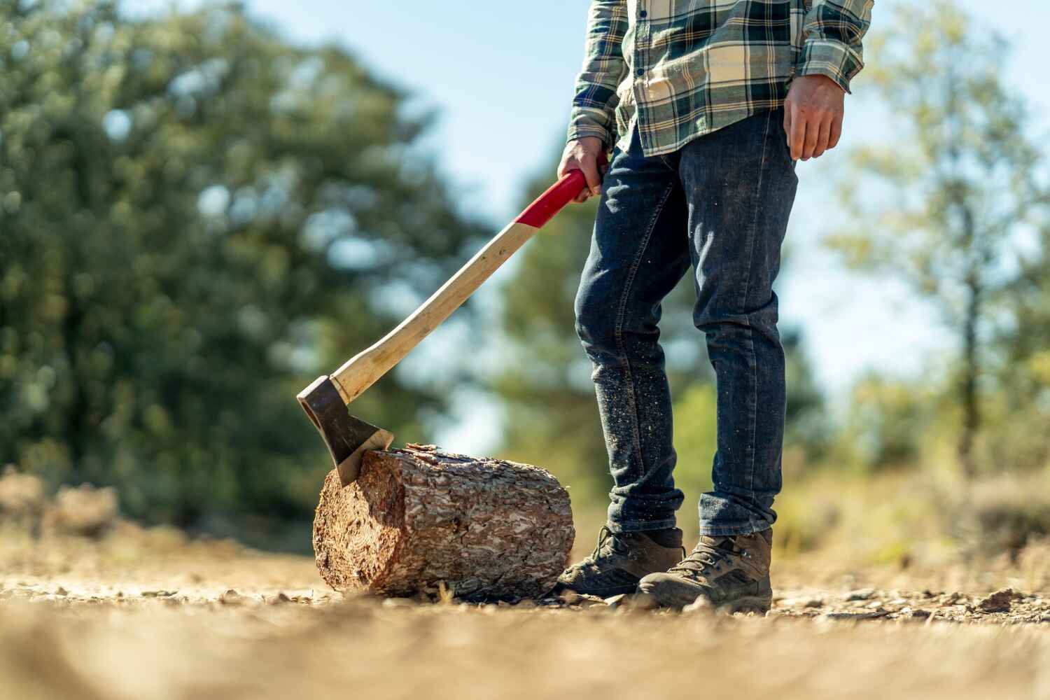 Trusted Ouray, CO Tree Service Experts